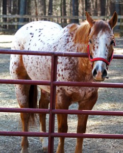 Dill the Horse- Equessence, LLC, located in Durham, NC. Equessence.com