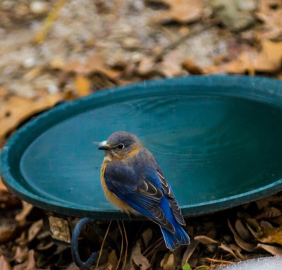 Mothering The Empty Nest: Lessons from the Bluebird